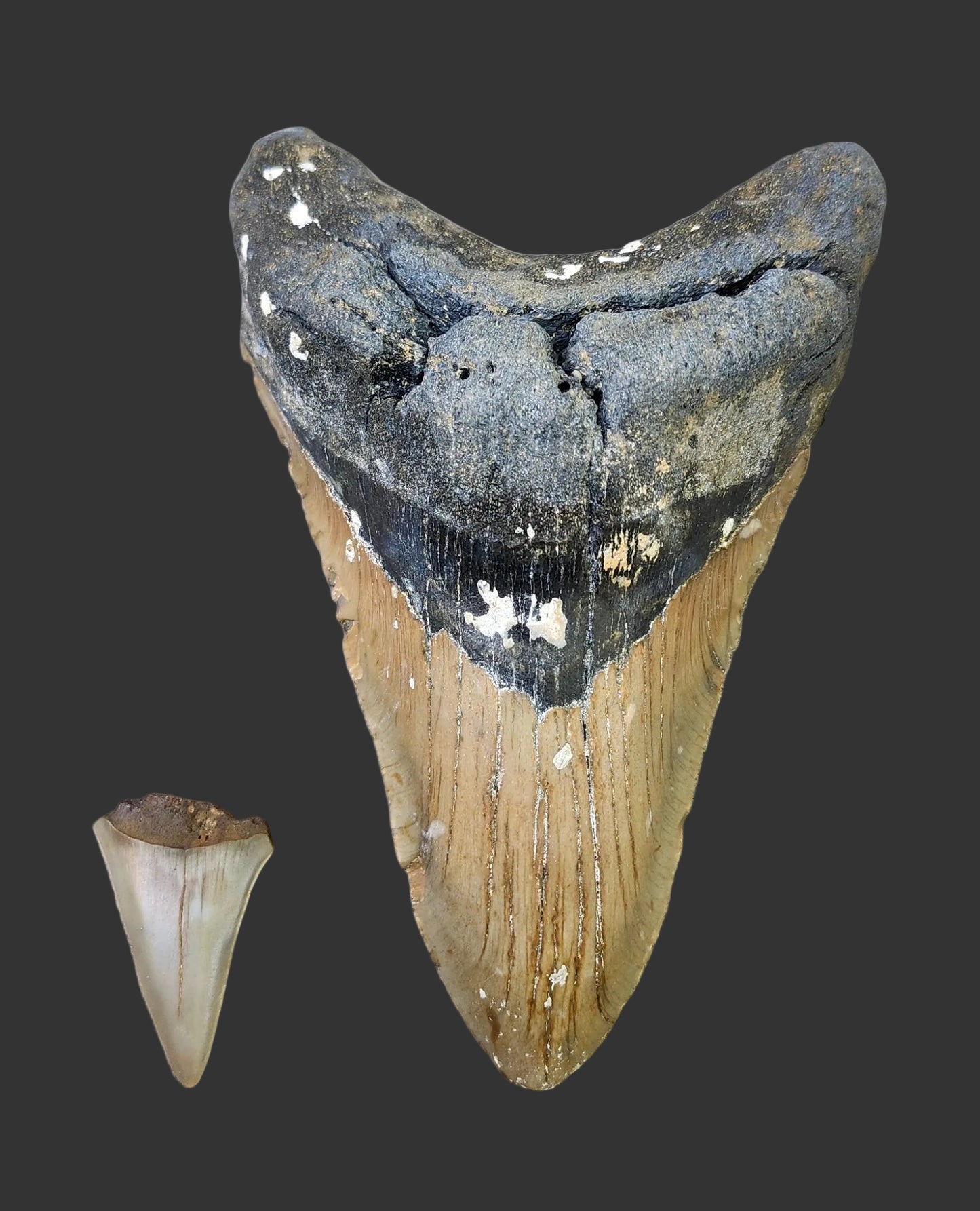 5.2"x 3.5" Megalodon Tooth- B16