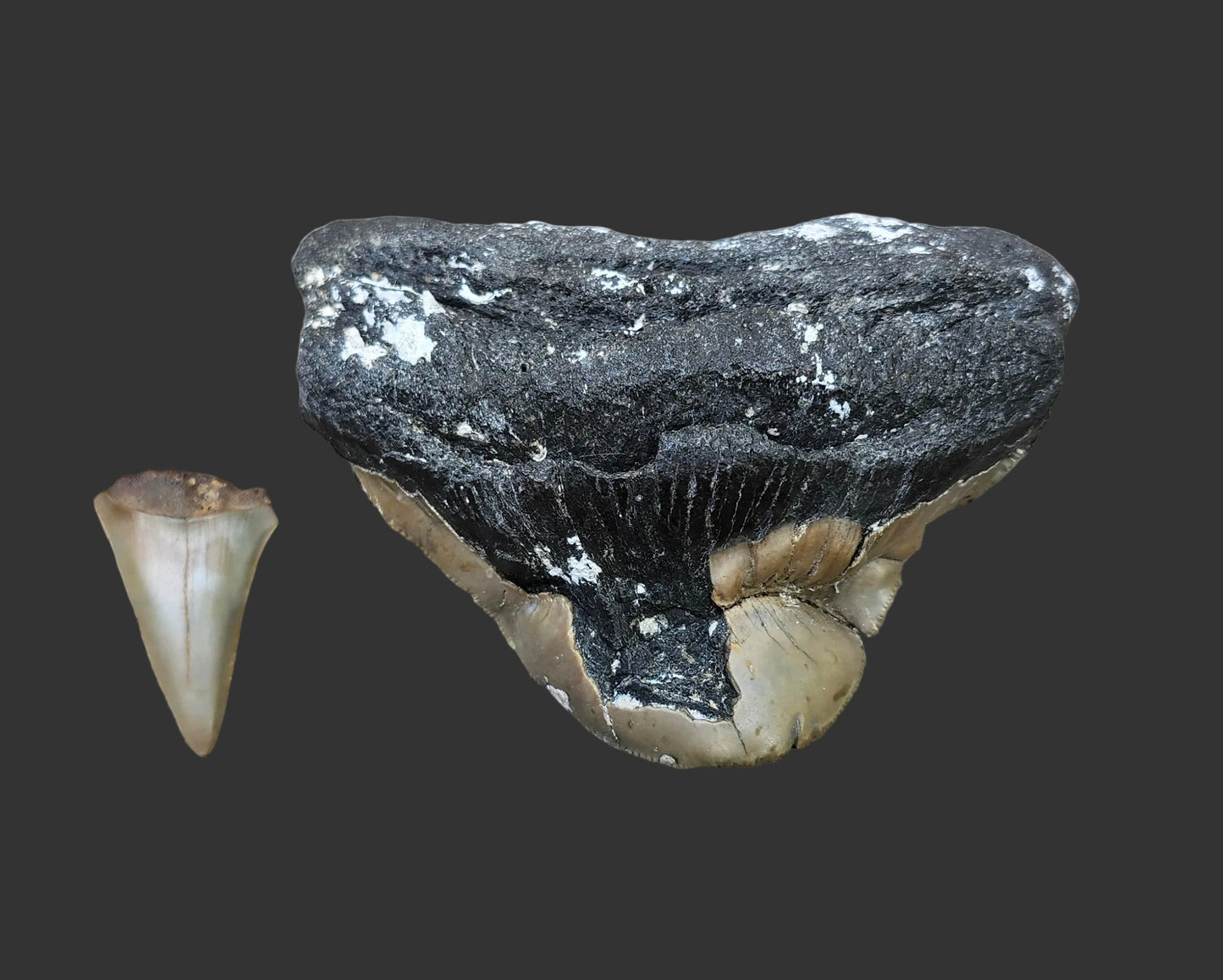 3.2"x 4.1" Pathological Tooth- O3