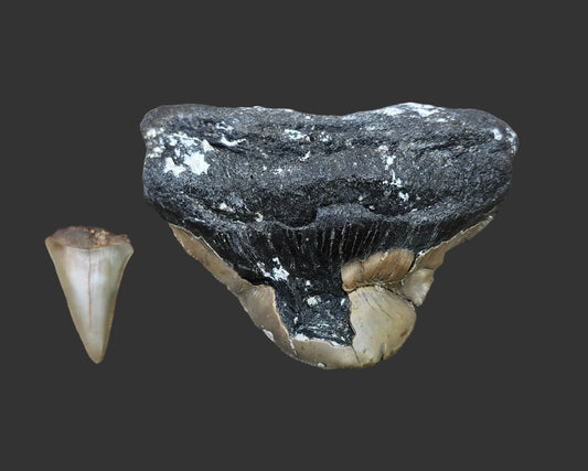 3.2"x 4.1" Pathological Tooth- O3