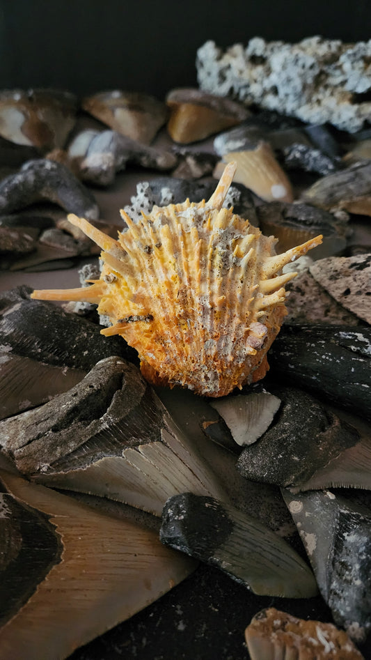 Spiked Scallop