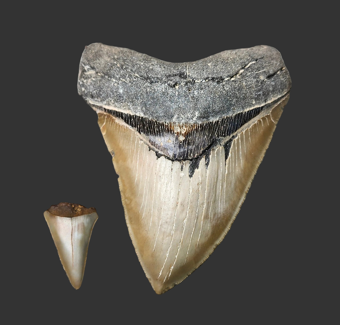 5.1"x 3.9" Megalodon Tooth-B19