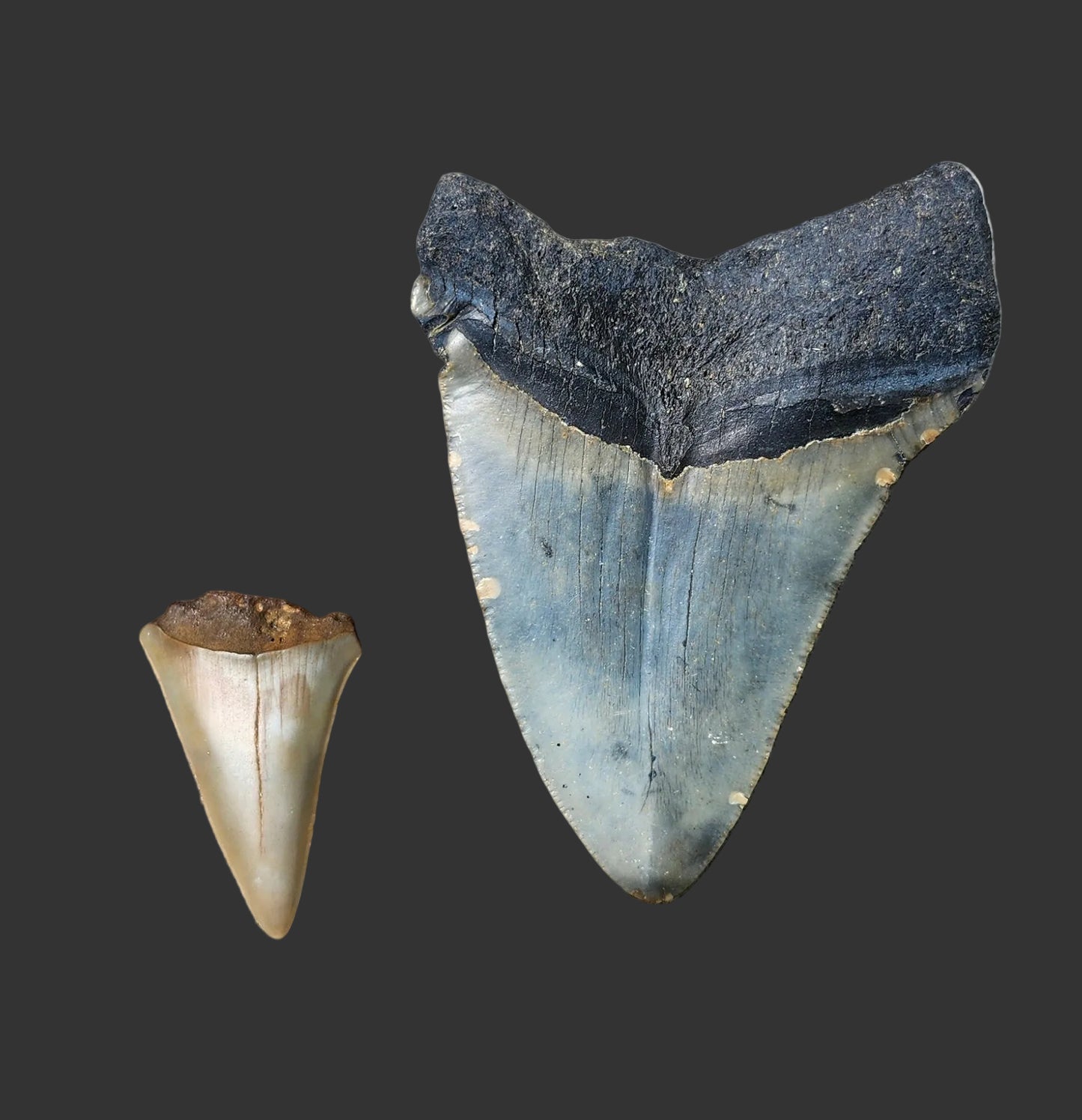 3.4"x2.5" Megalodon Tooth- C50