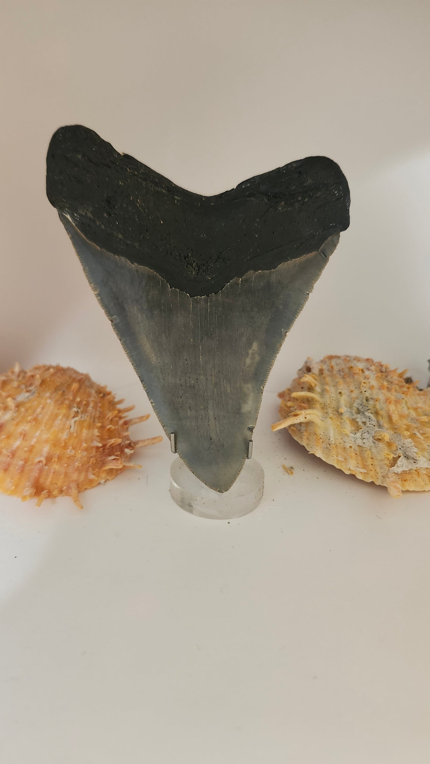 5.1" Megalodon Tooth