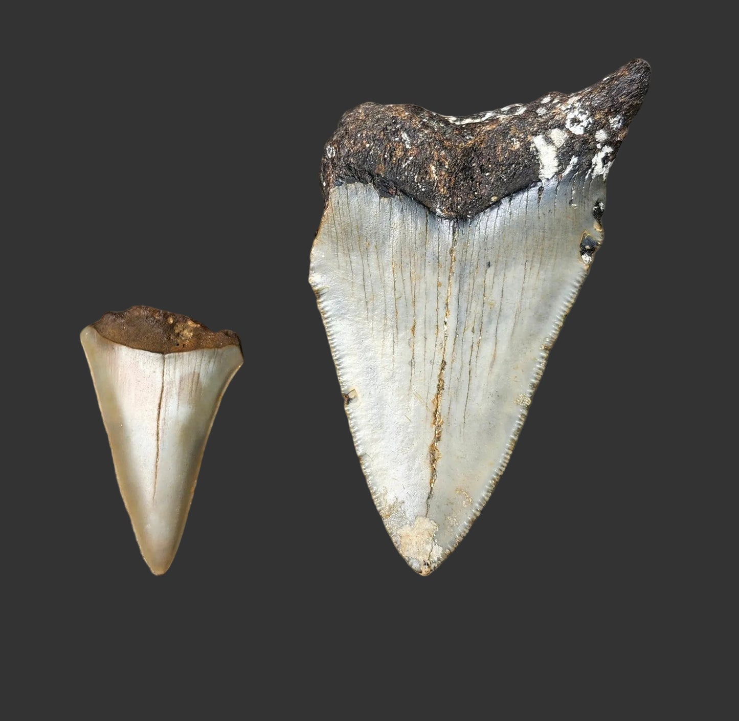 3"x 1.8" Megalodon Tooth- C33