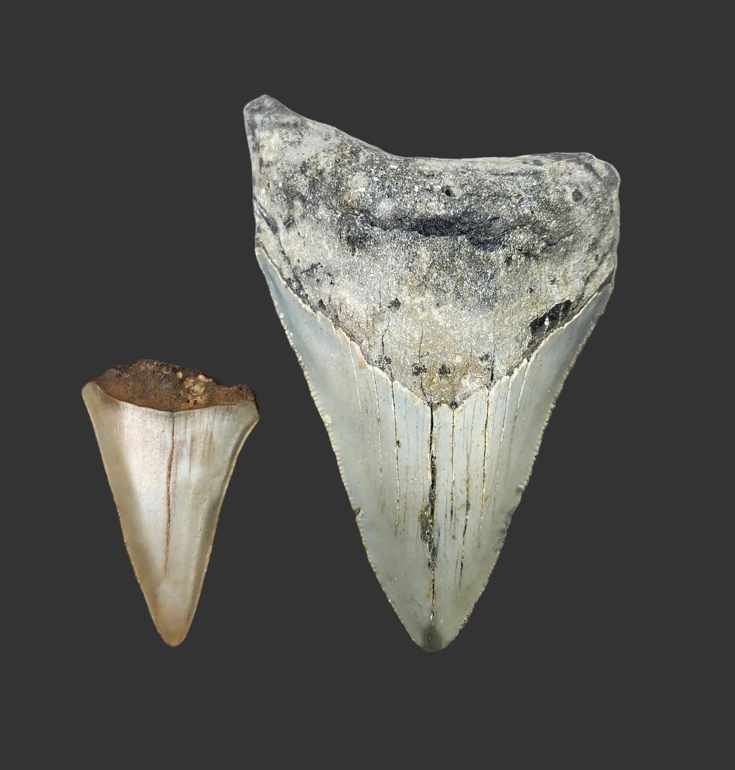 3.1"x 2.2" Megalodon Tooth- C19