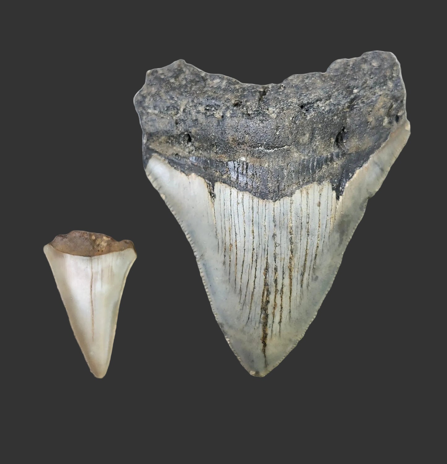 3.7"x 2.9" Megalodon Tooth- C58