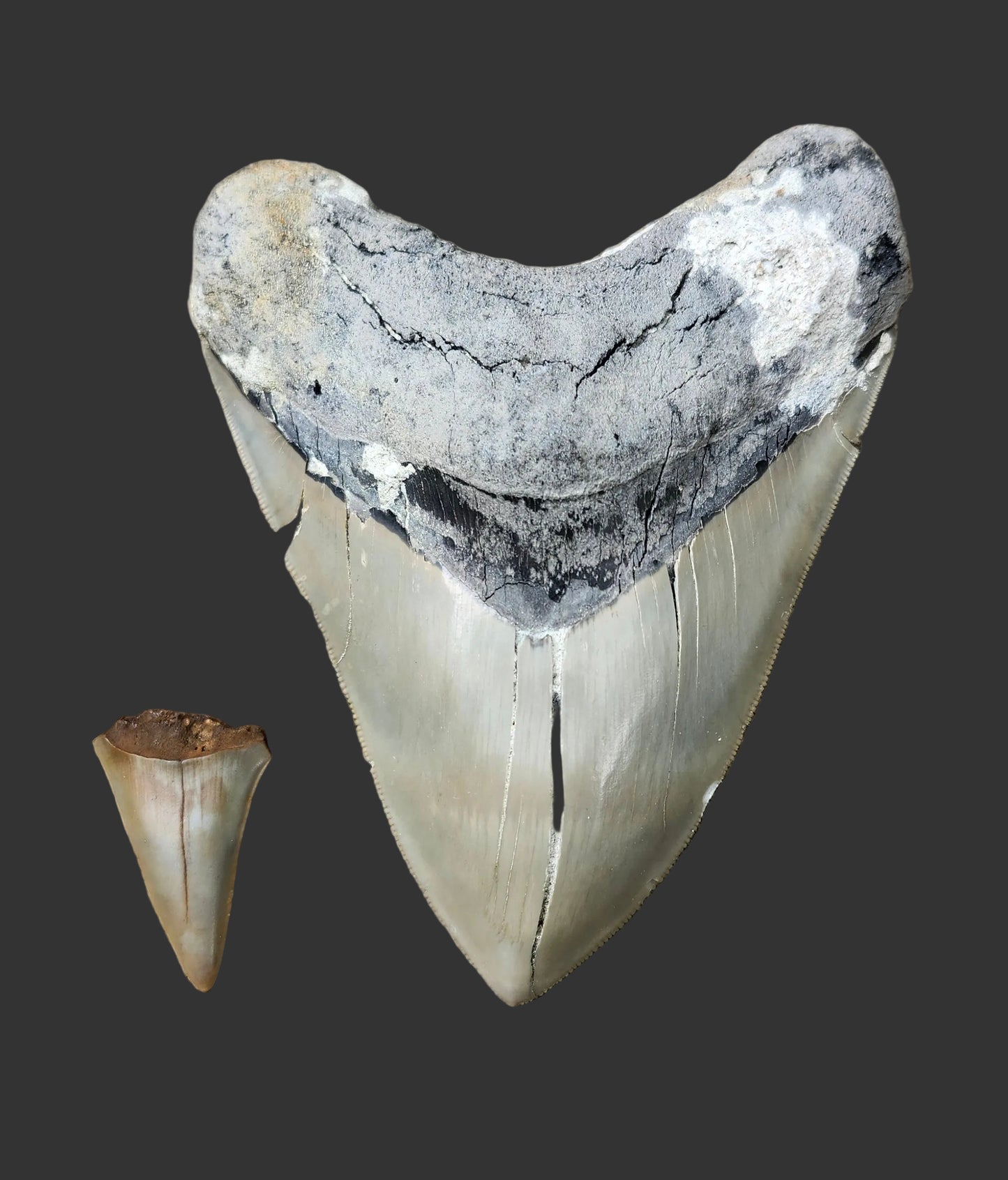 5"x 3.9" Megalodon Tooth- B11