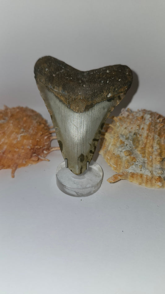 3.2" Megalodon Tooth