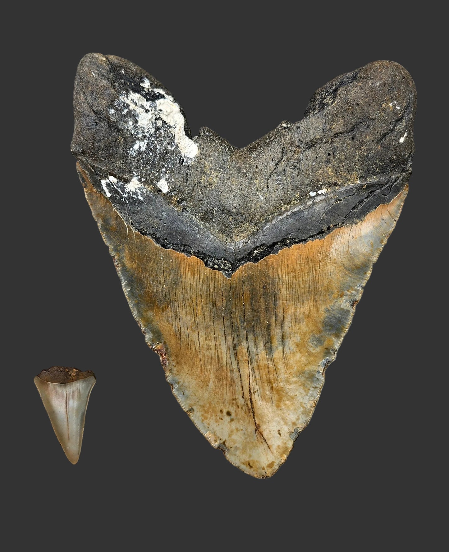 6.5"x 4.8" Megalodon Tooth- A23