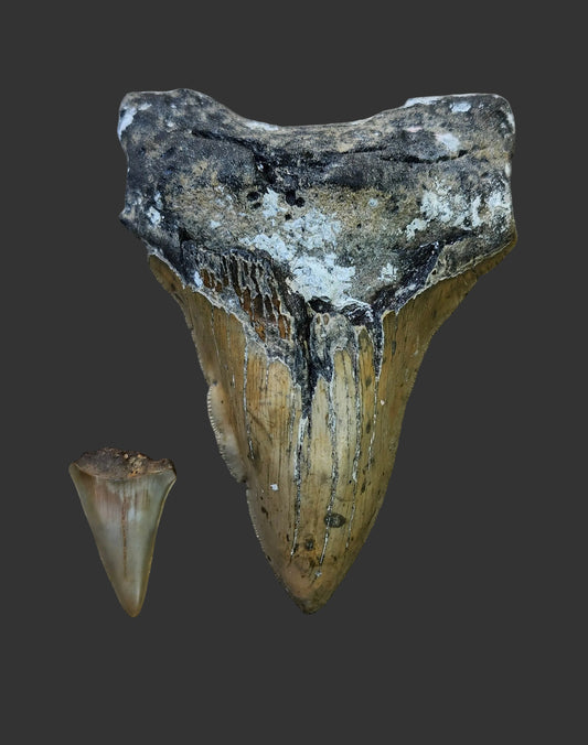 5"x 3.6" Pathological Tooth- O4