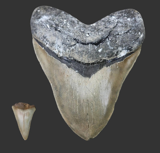 5.8"x4.5" Megalodon Tooth- A9