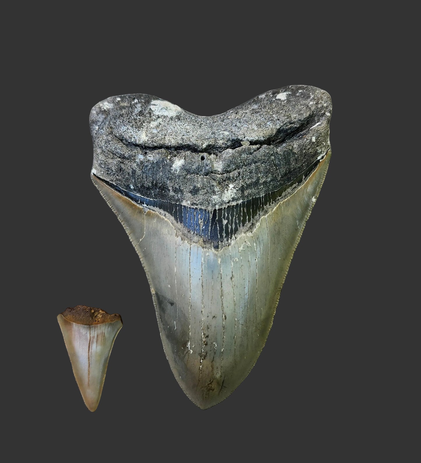 5"x 3.6" Megalodon Tooth-B13