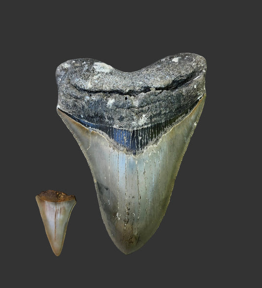 5"x 3.6" Megalodon Tooth-B13
