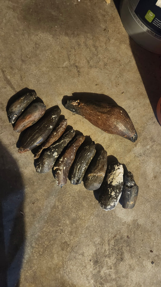 Whale teeth