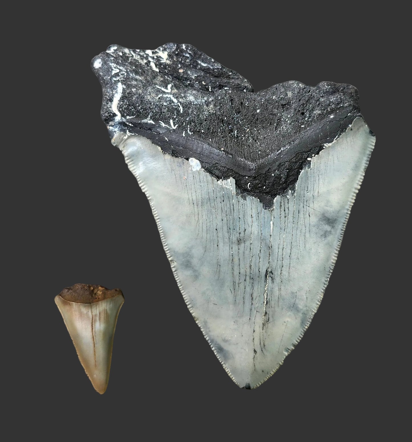 4.8"x 3.6" Megalodon Tooth- B20