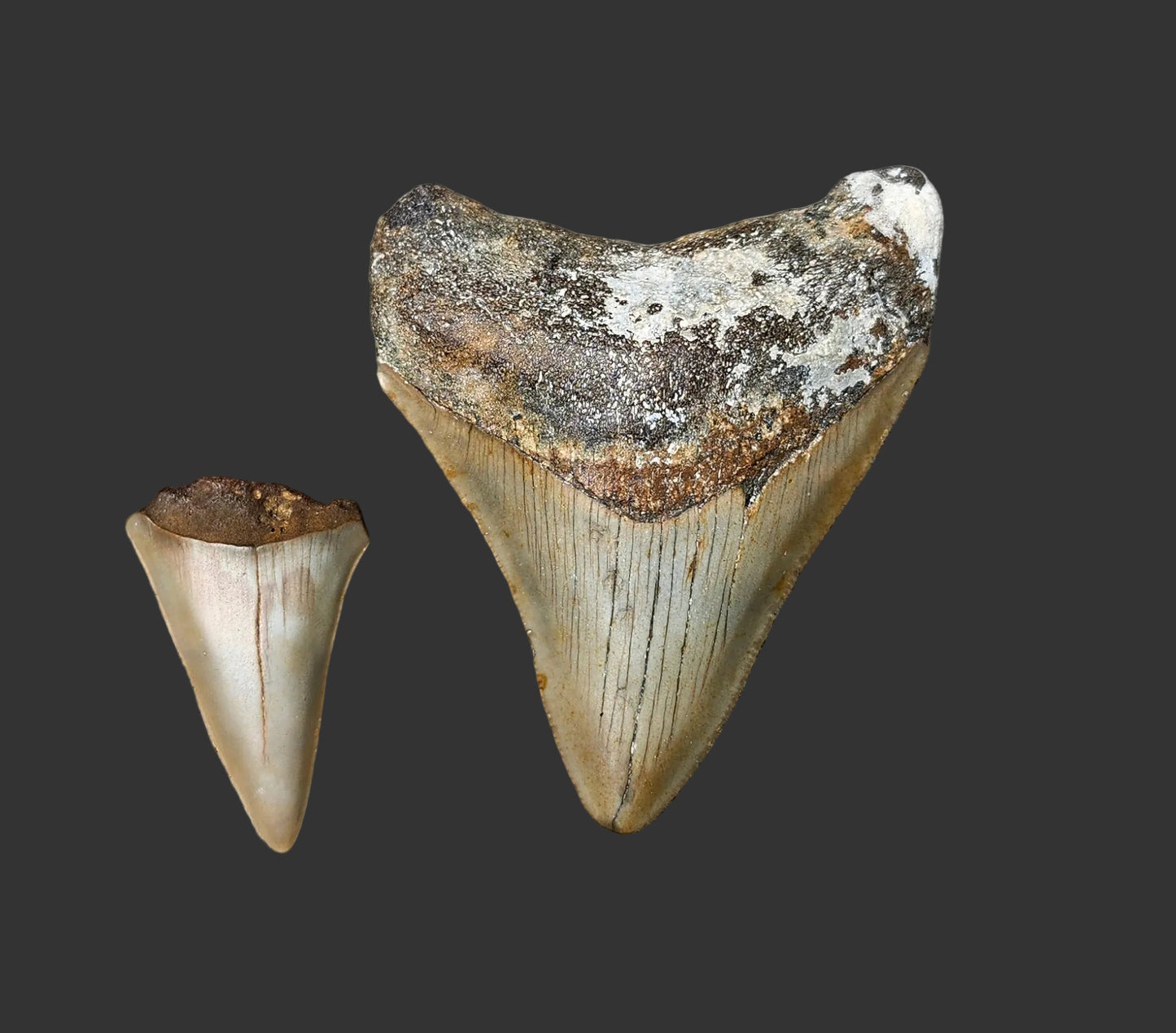 3"x 2.4" Megalodon Tooth- C24