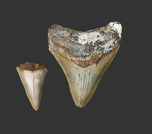3"x 2.4" Megalodon Tooth- C24