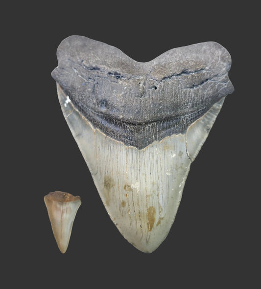 5.9"x 4.6" Megalodon Tooth- A10