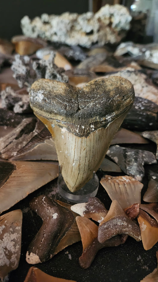 4" Megalodon Tooth