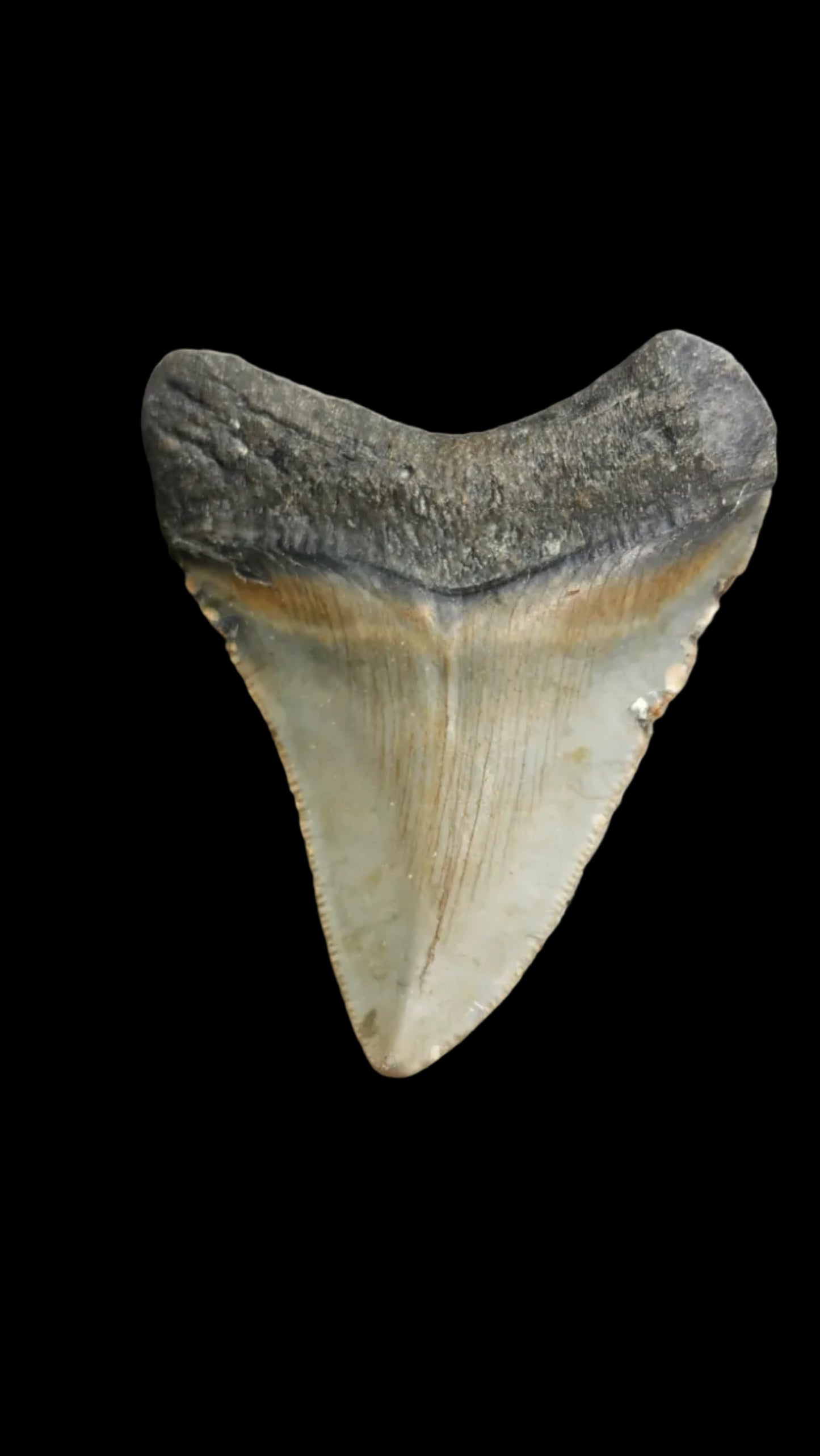 2.6"x 2.2" Megalodon Tooth -C2