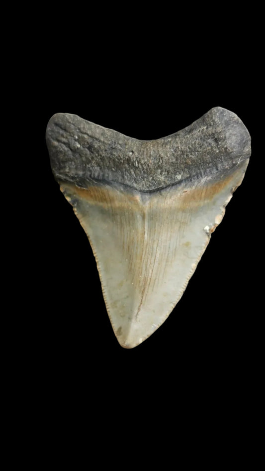 2.6"x 2.2" Megalodon Tooth -C2