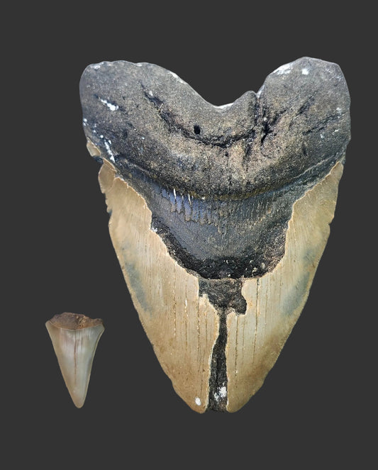 6.2"x 4.6" Megalodon Tooth- A20