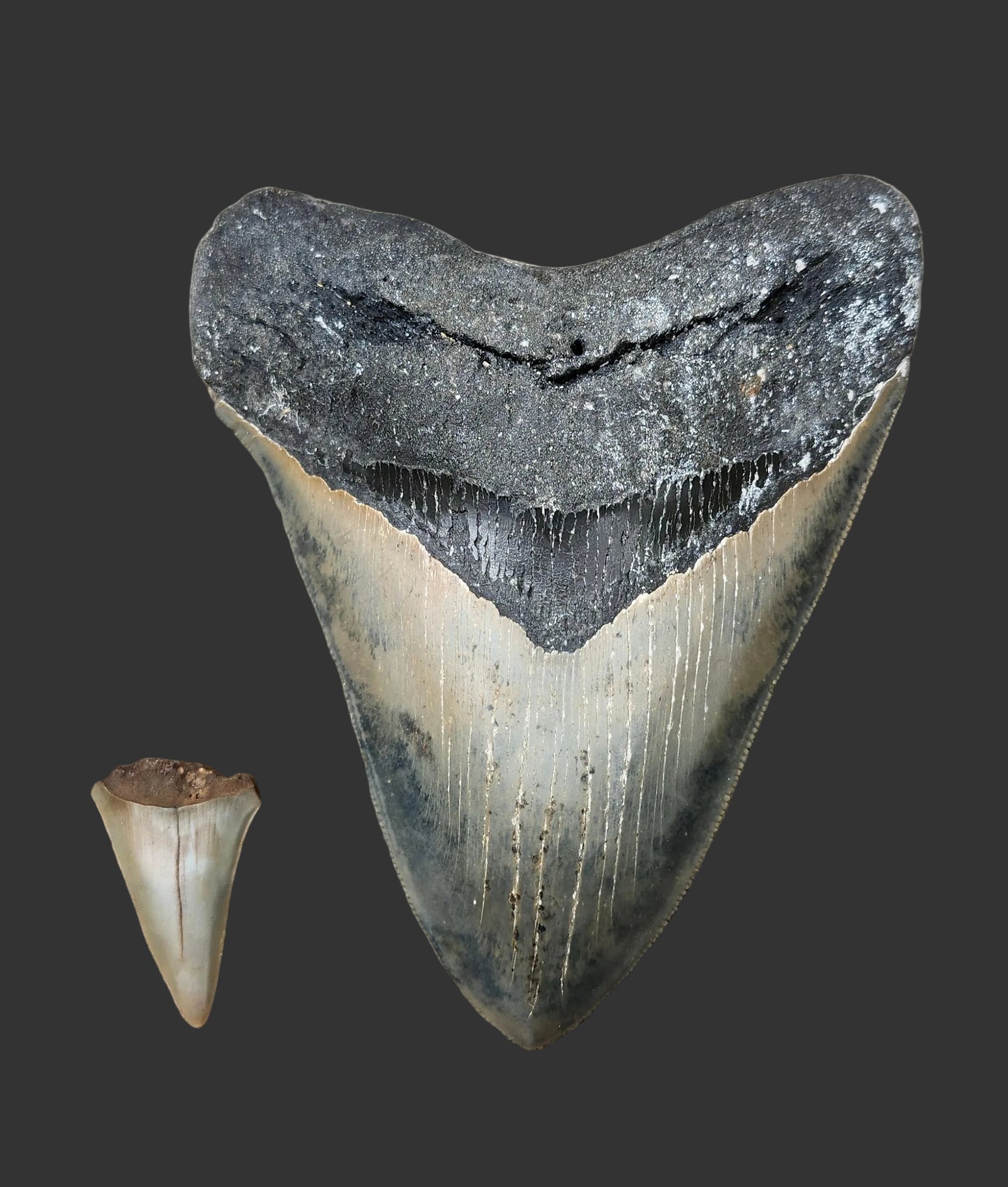 5.4"x 4.2" Megalodon Tooth- B17