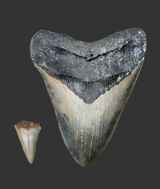 5.4"x 4.2" Megalodon Tooth- B17