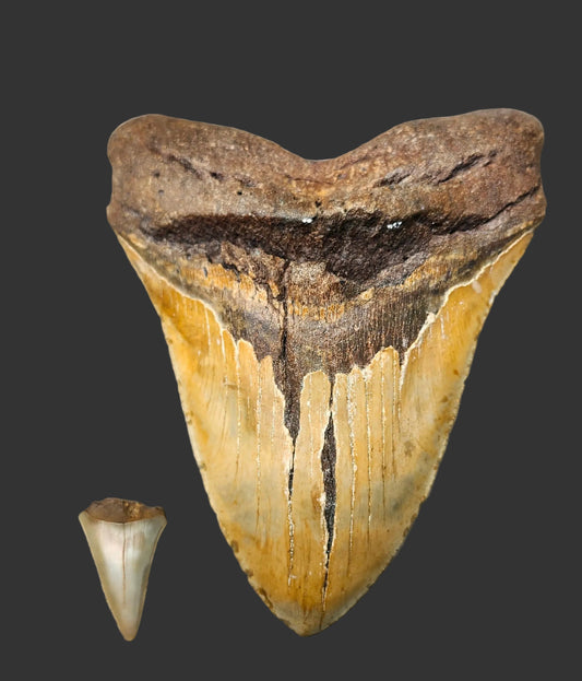 6.6"x 5.1" Megalodon Tooth- A21