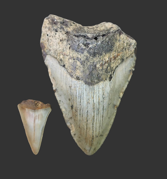 4.1"x 2.8" Megalodon Tooth- B4