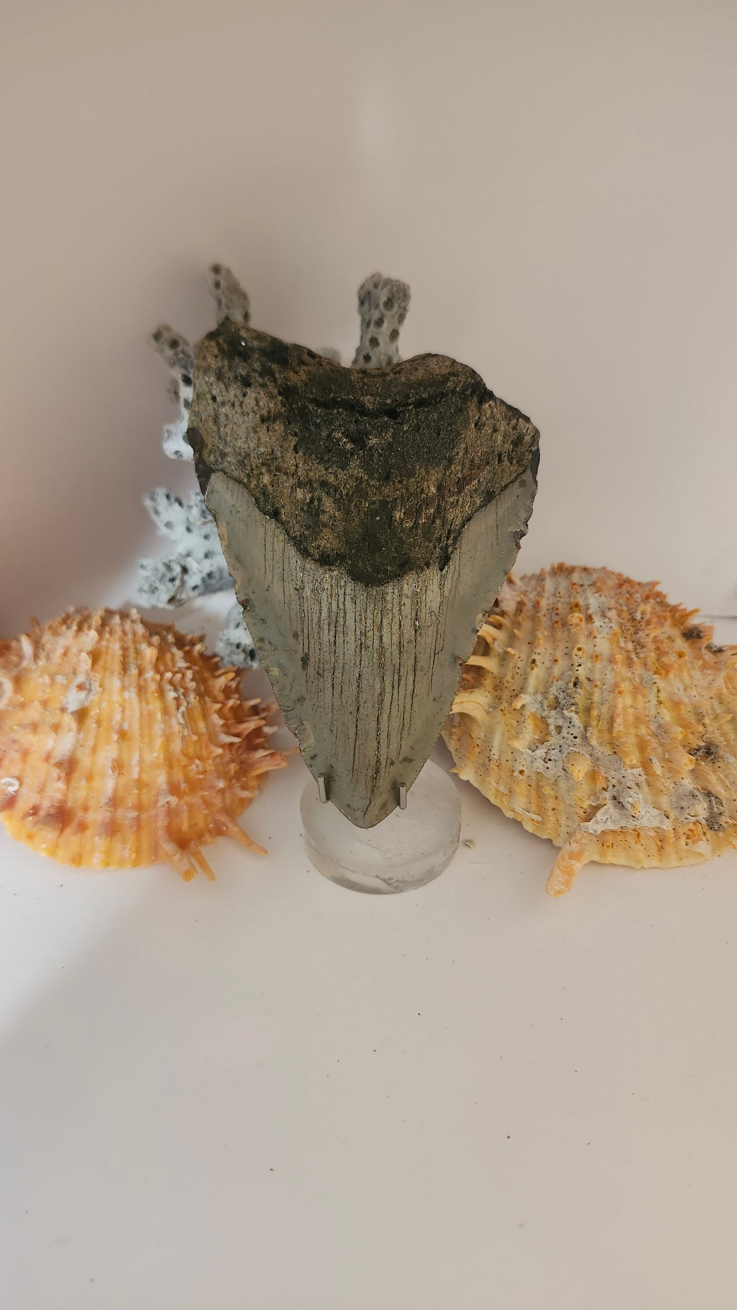 4.1" Megalodon Tooth