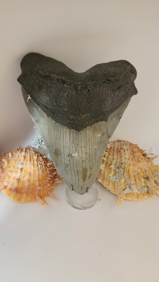 5.9" Megalodon Tooth