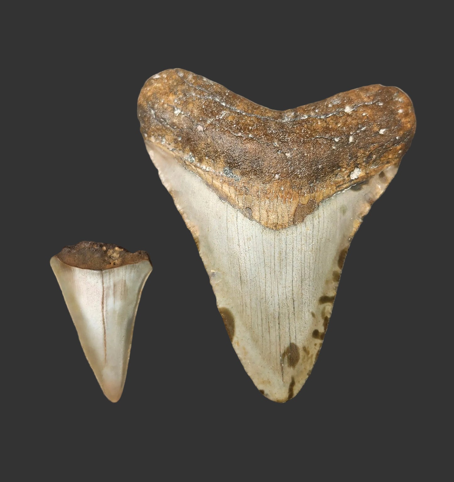 3.3"x 2.7" Megalodon Tooth- C28