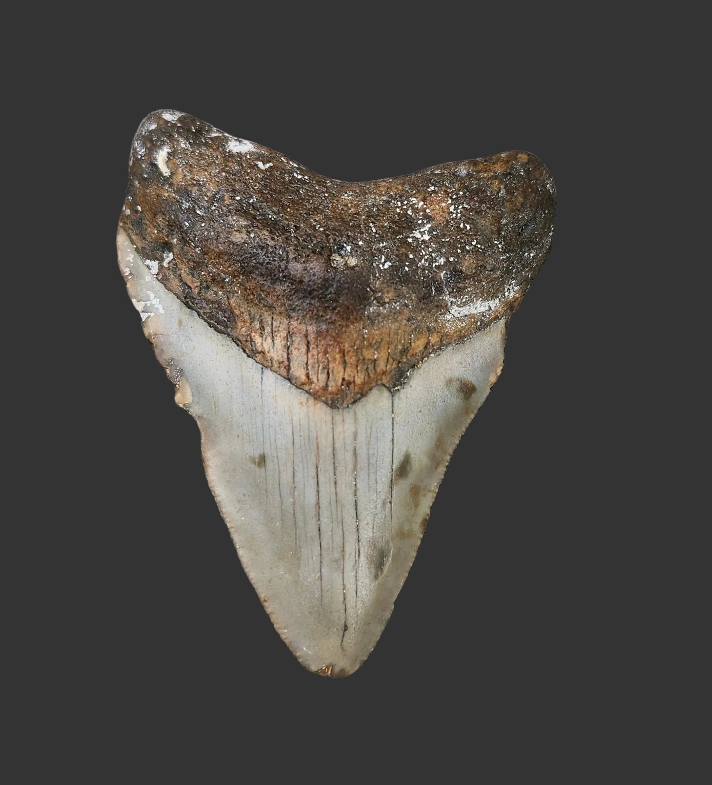 2.8"x 2.1" Megalodon Tooth- C10