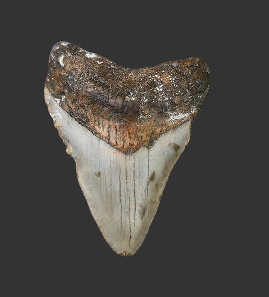 2.8"x 2.1" Megalodon Tooth- C10