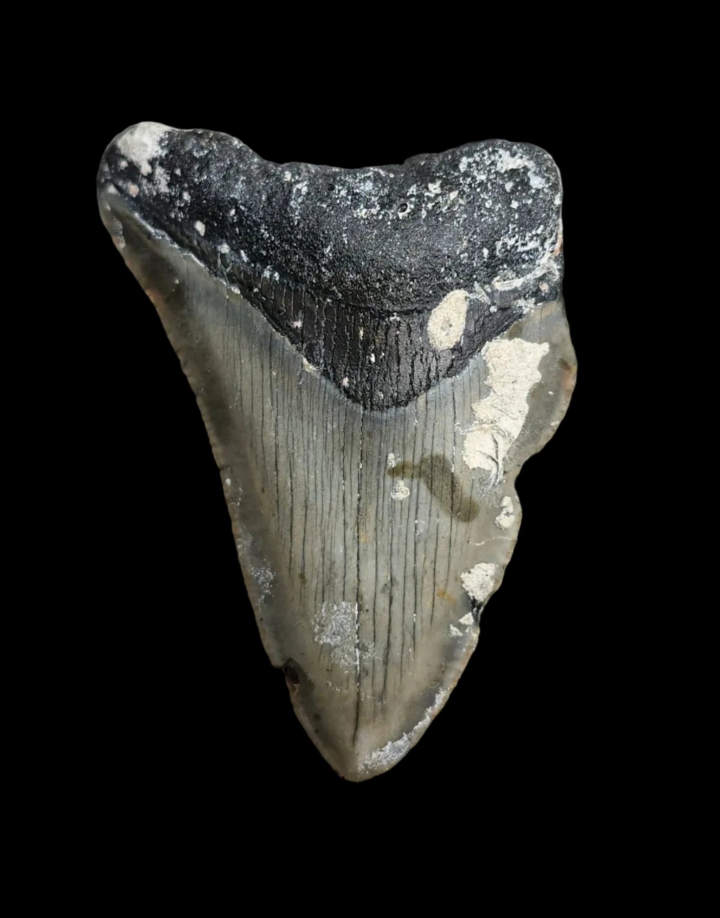 2.8"x 2" Megalodon Tooth - C4
