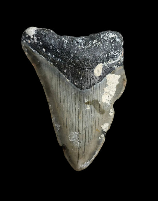 2.8"x 2" Megalodon Tooth - C4