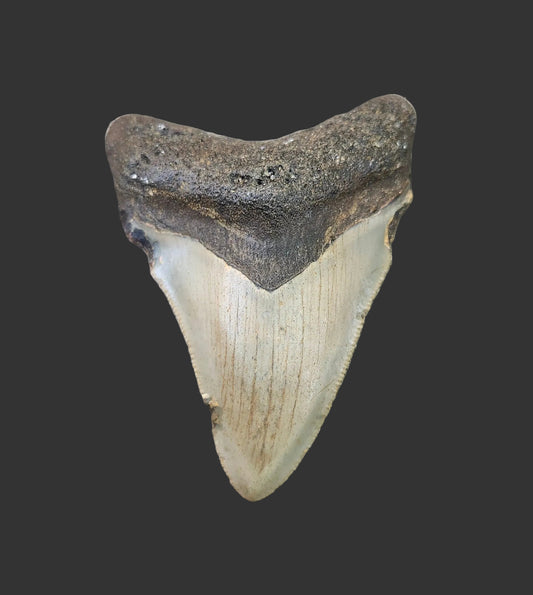 2.8"x 2" Megalodon Tooth- C12