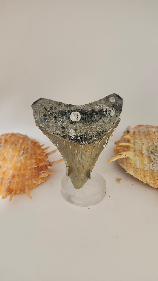 3.2" Megalodon Tooth