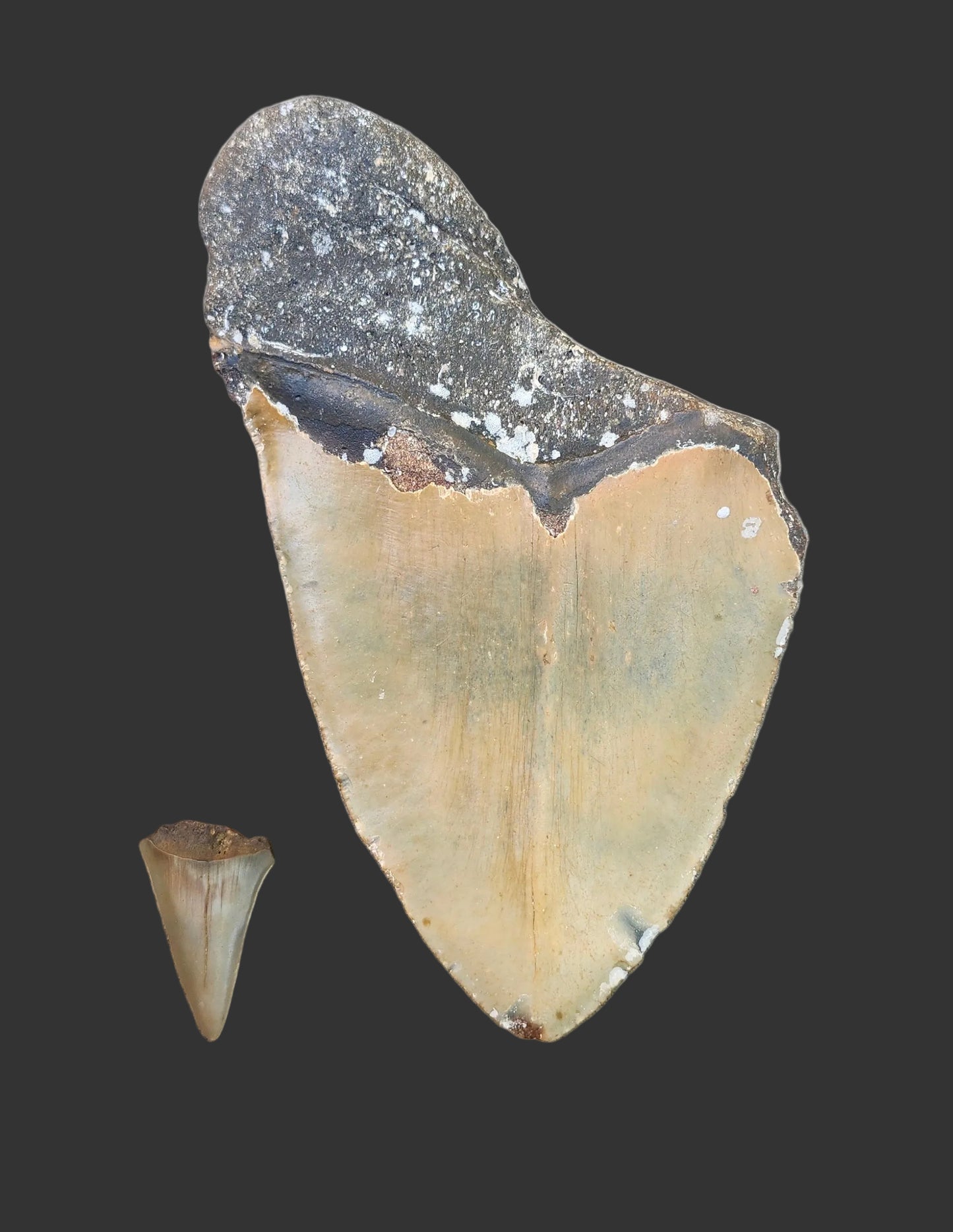 6.3"x 4.2" Megalodon Tooth- A15