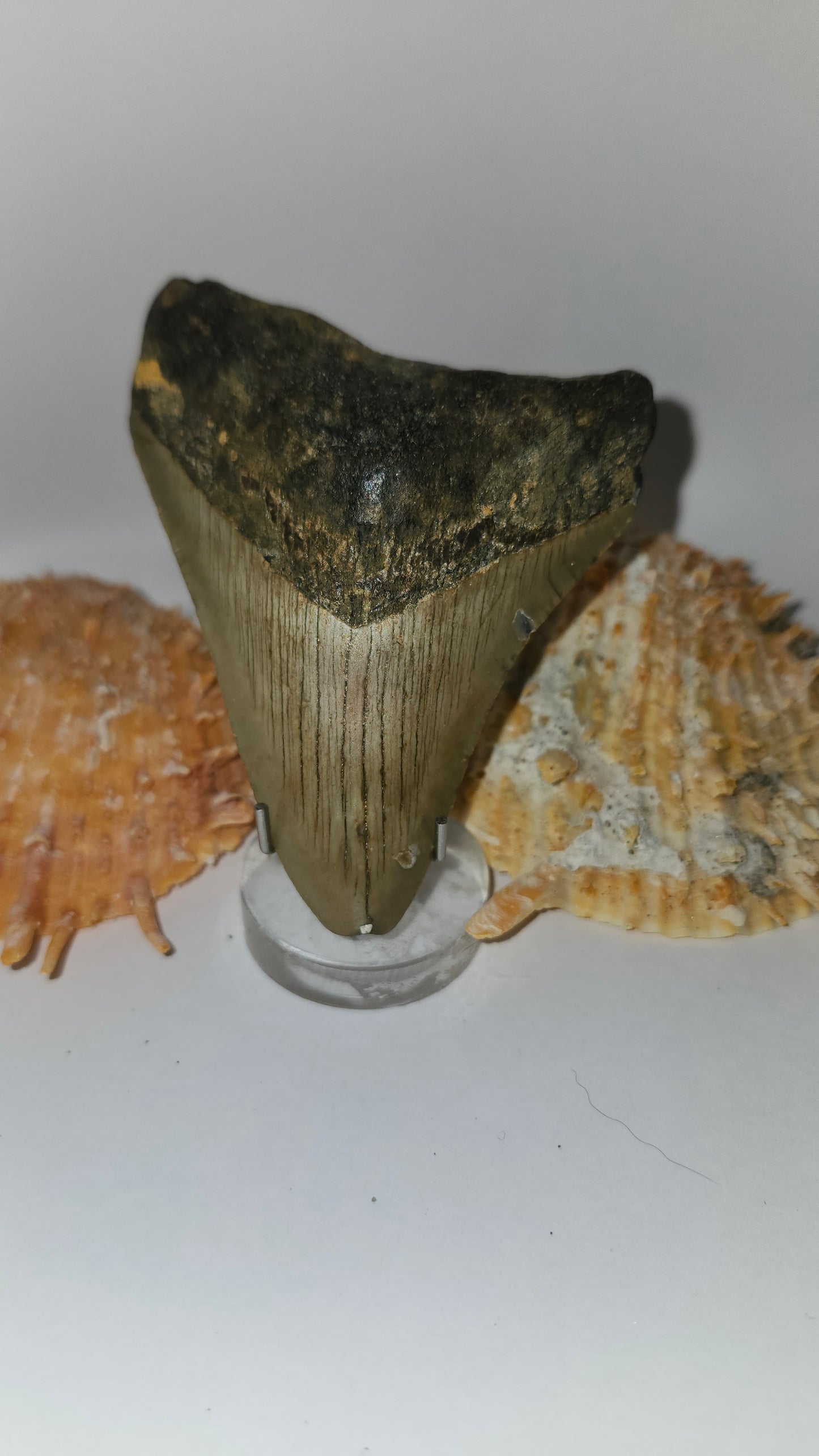 3.4" Megalodon Tooth