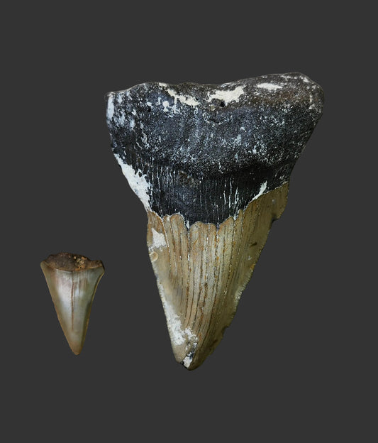 4.6"x 3.2" Pathological Tooth- O2