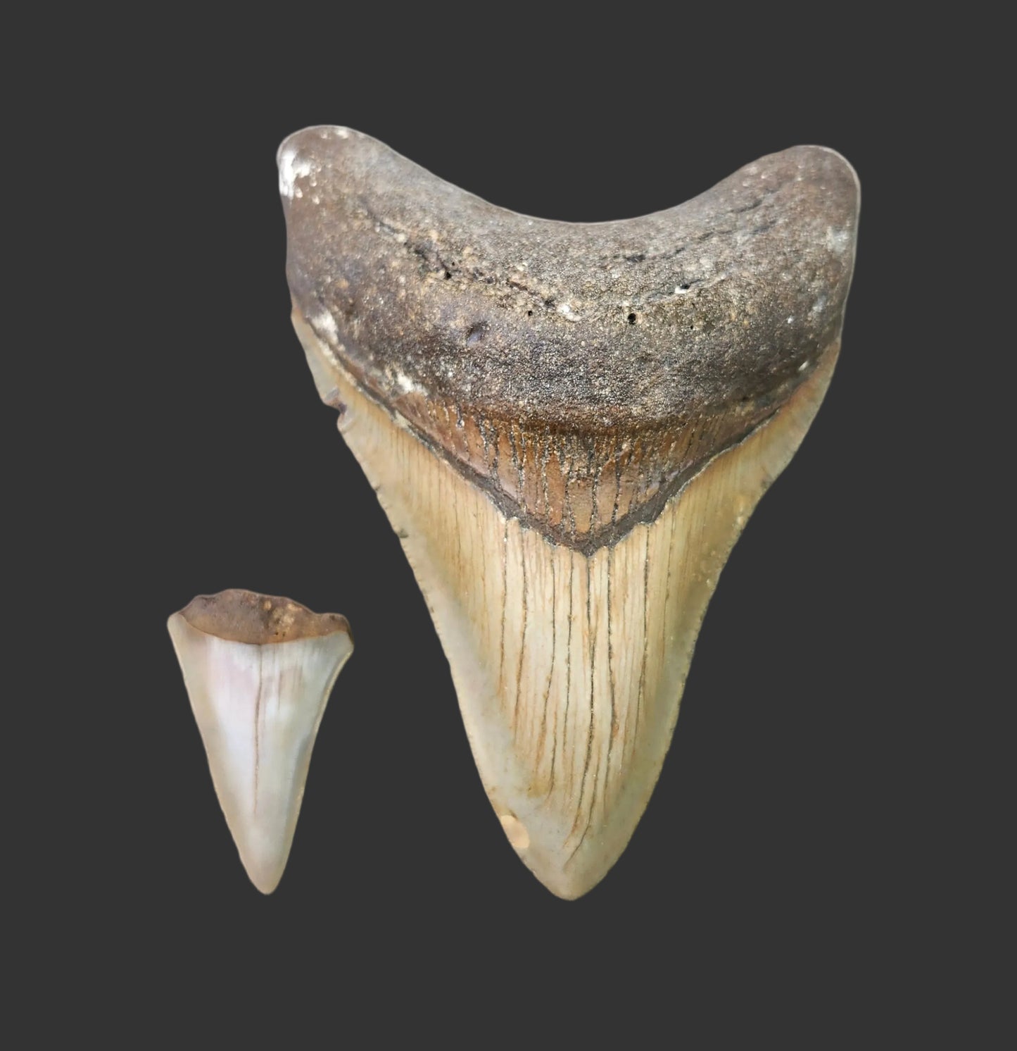 4.2"x 3.1" Megalodon Tooth- B3