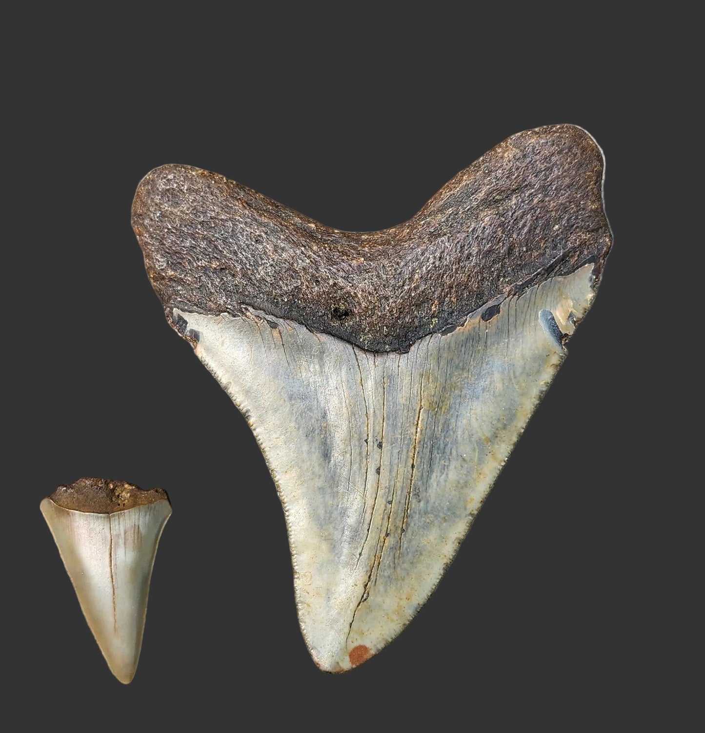 4.2"x 3.5" Megalodon Tooth- B4