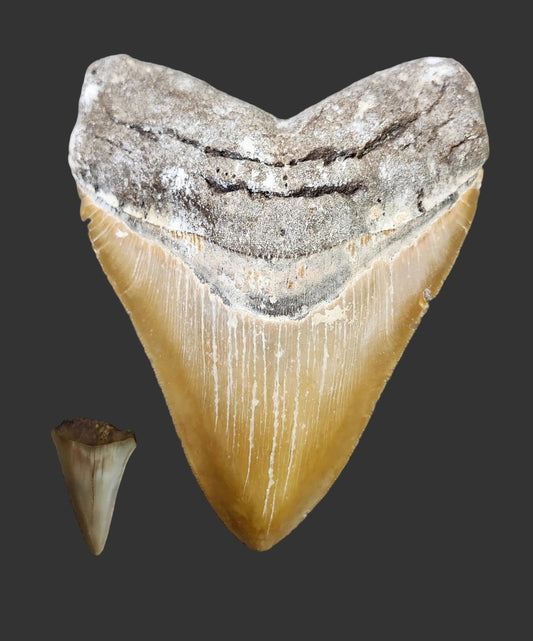 5.8"x 4.6" Megalodon Tooth- Z2