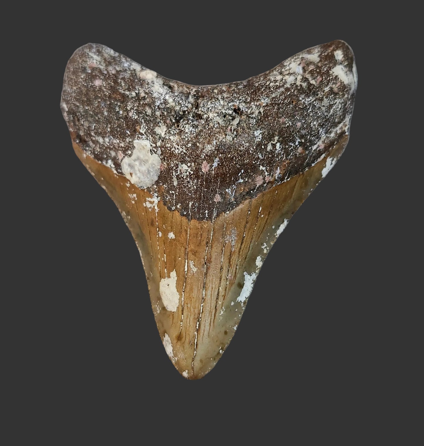 3.2"x 2.5" Megalodon Tooth- C9