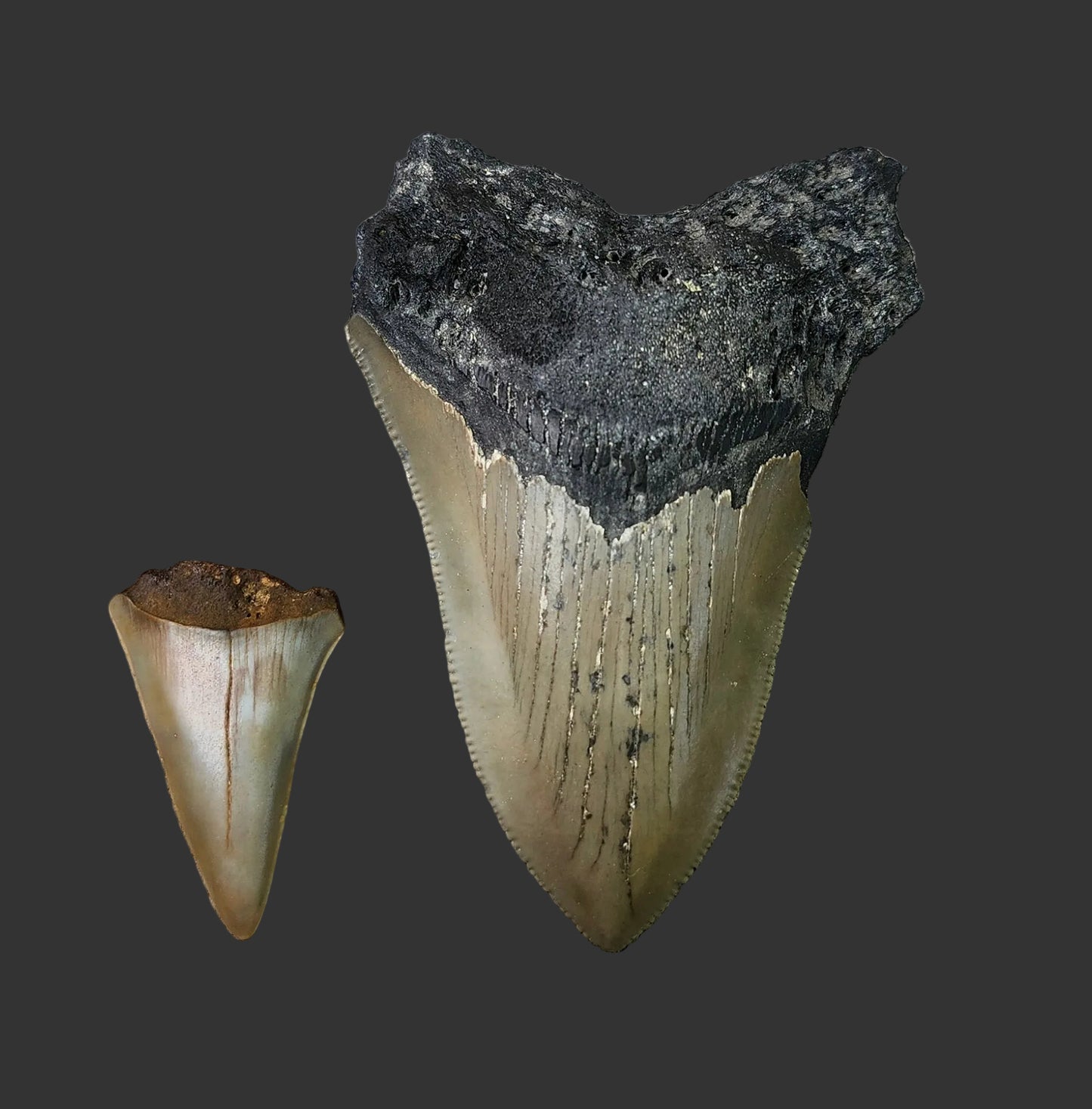 3.5"x 2.4" Megalodon Tooth-C49