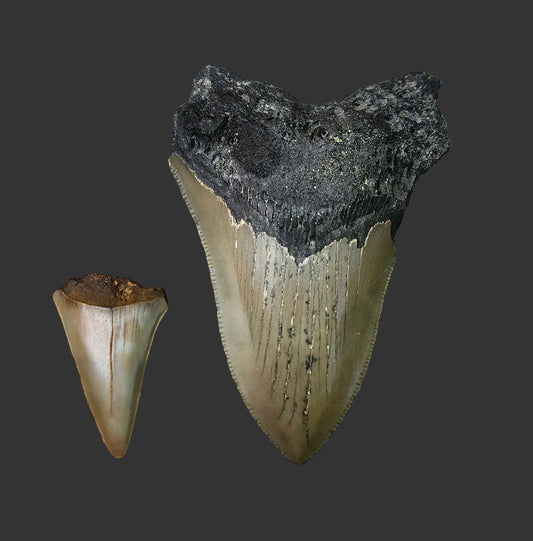 3.5"x 2.4" Megalodon Tooth-C49