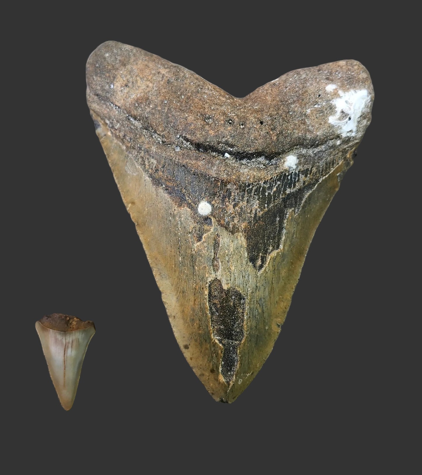 6.2"x 4.7" Megalodon Tooth- A8