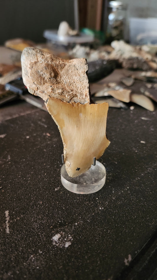 3.6" Megalodon Tooth